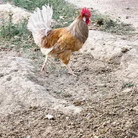 horaz