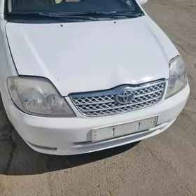 Corolla haliji morda angar