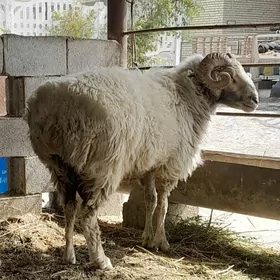 goç