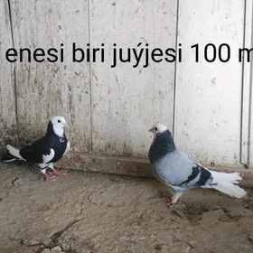 kepderi