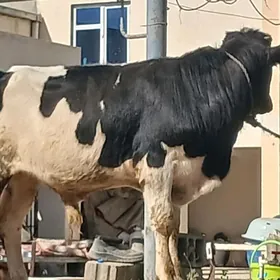 ökuz