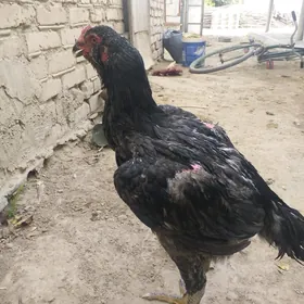 PARODA