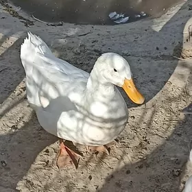 Ördek tawuk