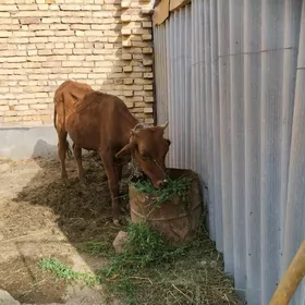 öküz окуз