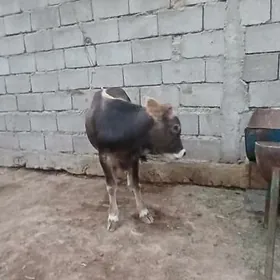 gole okuz
