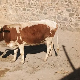 Göleli sygyr
