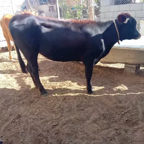 tuwe göle