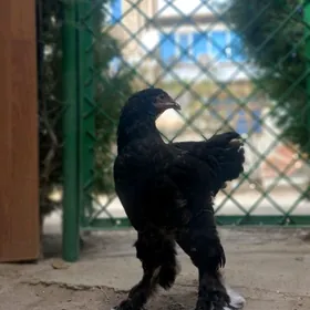 Brama
