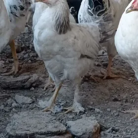 Adler horazy