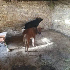 окуз