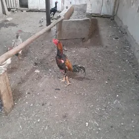 хораз