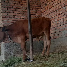 okuzce