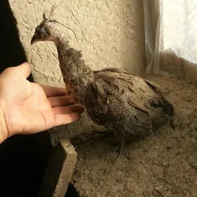 tawus
