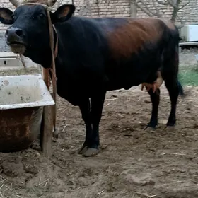 Göleli sygyr