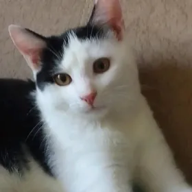 котёнок мальчик
