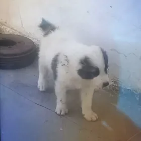 türkmen güjük