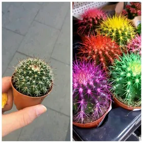 Kaktus