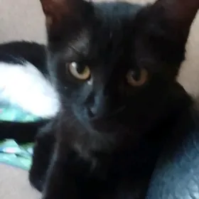котёнок девочка