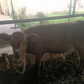 okuzce