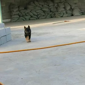 Awçarka