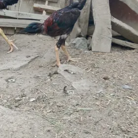 taşgent mäki horoz