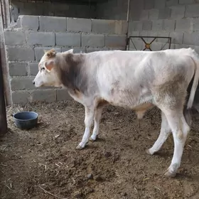 öküz
