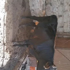 okiz