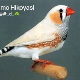 Oy GuŞi