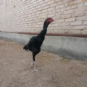 horaz.