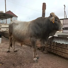 Öküz