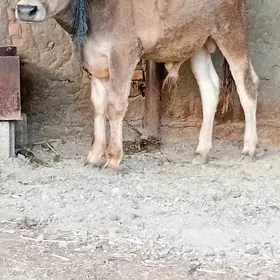 siwes ökuz