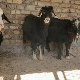 Geçi