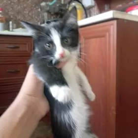 Pişik Кошка