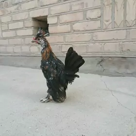 Karlik