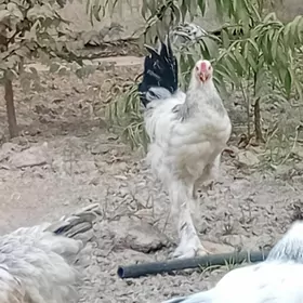 Horaz