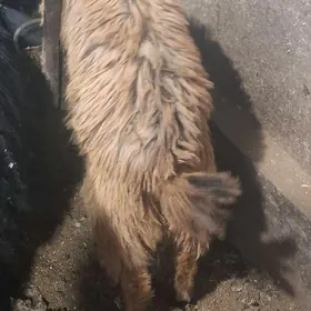 Çewiş