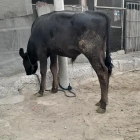okuzce