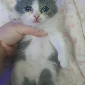Шотландские котята