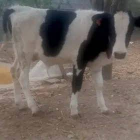 öküzçe galşteýin