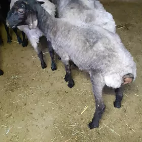 Tokli
