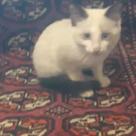 кошка симпатичная