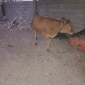 Bakylan Tüwe