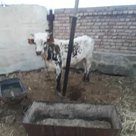 öküz