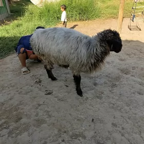 Goýun