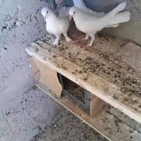kepderi