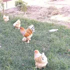 brama