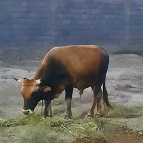 Öküz