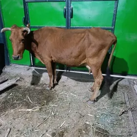 GYSYR  SYGYR