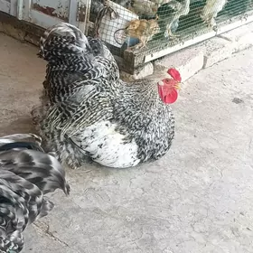 arasa brama