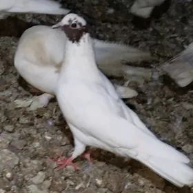 Kepderi